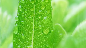 揭开通灵之战亚神玛丽莲的秘密，掌握神秘力量轻松逆转战局-知识资料