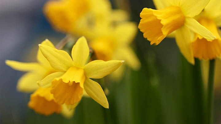 我花了3个月，解锁了通灵之战朱莉王合集的隐藏秘密！-知识资料