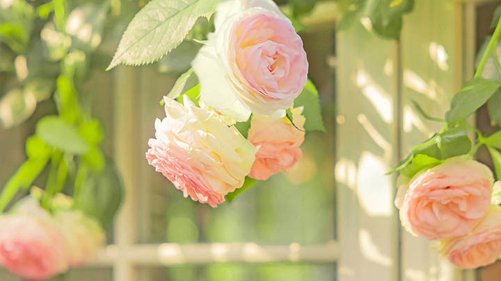 通灵之战23季究竟好不好看？揭秘观众心底真实想法！-知识资料