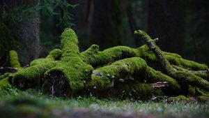 通灵之战谁才是终极强者？各季强者对比分析！-知识资料