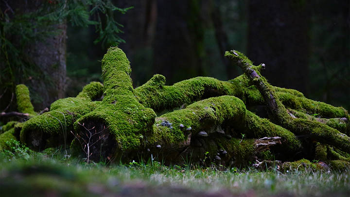 通灵之战谁才是终极强者？各季强者对比分析！-知识资料