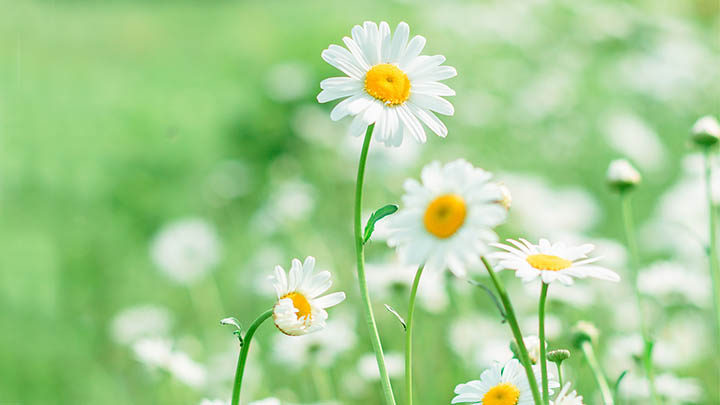 揭秘通灵之战，亚神到底在第几季登场？-知识资料