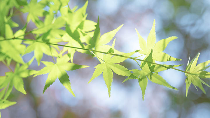 图片[2]-通灵之战朱莉王究竟在第几季出场？他的出现引发了哪些热议？-知识资料