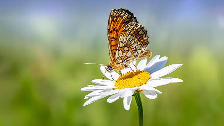 图片[2]-揭秘通灵之战：历季对决，谁才是真正最强者？-知识资料