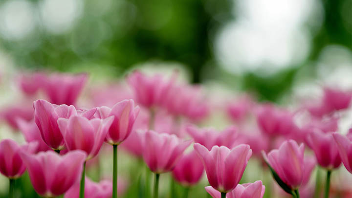 通灵之战朱莉王剧本，能否成为2025年的游戏巅峰之作？-知识资料