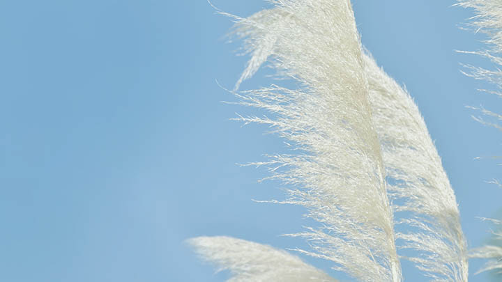 图片[2]-通灵之战朱莉王片段的秘密，你准备好揭开真相了吗？-知识资料