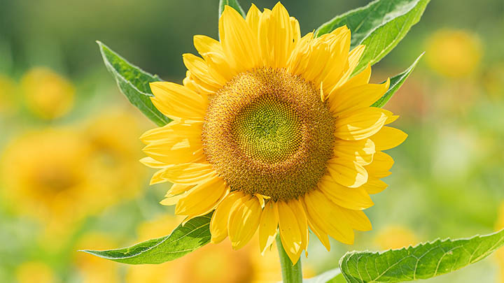 图片[2]-通灵之战朱莉王最强季，你准备好迎接挑战了吗？-知识资料