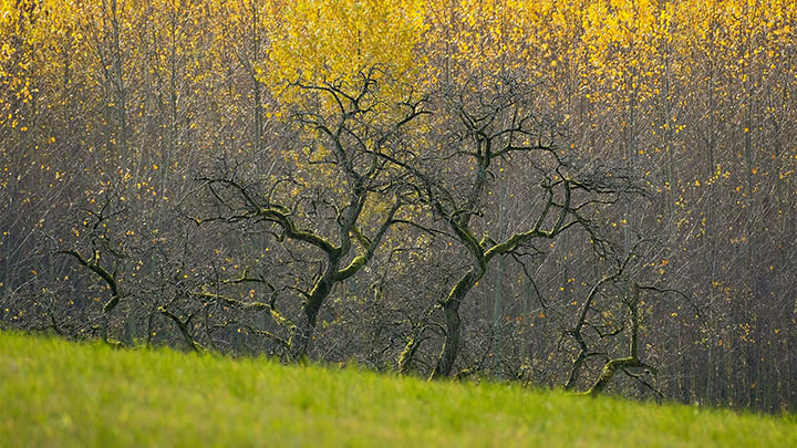 图片[2]-揭秘朱莉王参与的通灵之战季数，带你了解她的传奇之路-知识资料