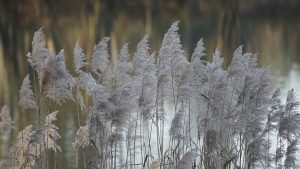 朱莉王和通灵之战对比,2025年你更看好谁?-知识资料